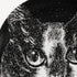 fornasetti-gatti-n-1-deko-beh-lter-katze-wohnaccessoire image 4
