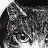 fornasetti-gatti-n-5-deko-beh-lter-katze-porzellan image 4